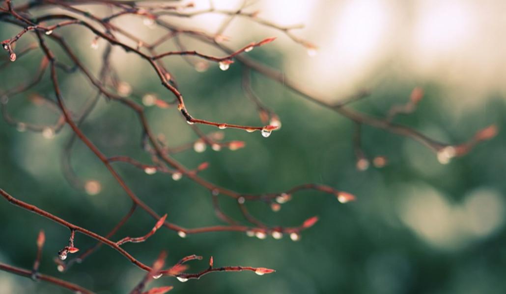 rain