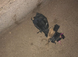 Առգրավվել է պլաստմասե դատարակ շիշ, պայթեցված ճայթուկի մասեր