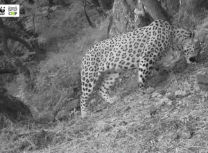 Խոսրովի անտառի արքան ՆԵՈՆ է՝ իր գահին հաստատված և հավատարիմ ընձառյուծը