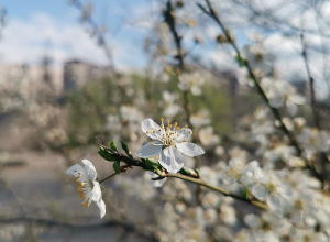 Ջերմաստիճանը աստիճանաբար կբարձրանա 8-10 աստիճանով
