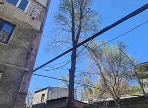 Լենինգրադյան 50/2 հասցեում ծառեր չեն հատվել․ հերքում