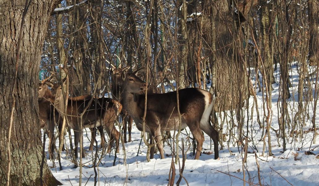 Դիլիջան Եղջերուներ