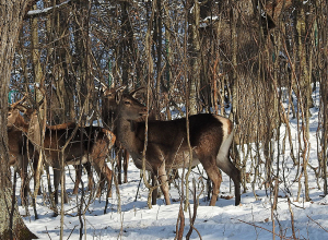 95 հազար եվրո՝ CNF-ի կողմից