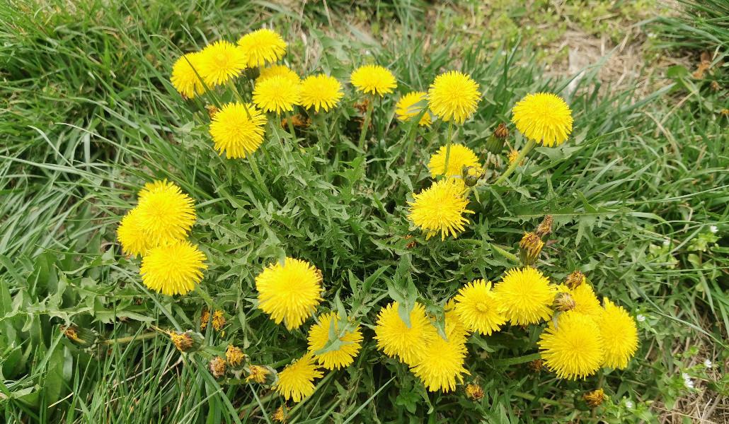 Spring  (1)