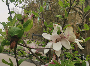 Եղանակն առաջիկա օրերին