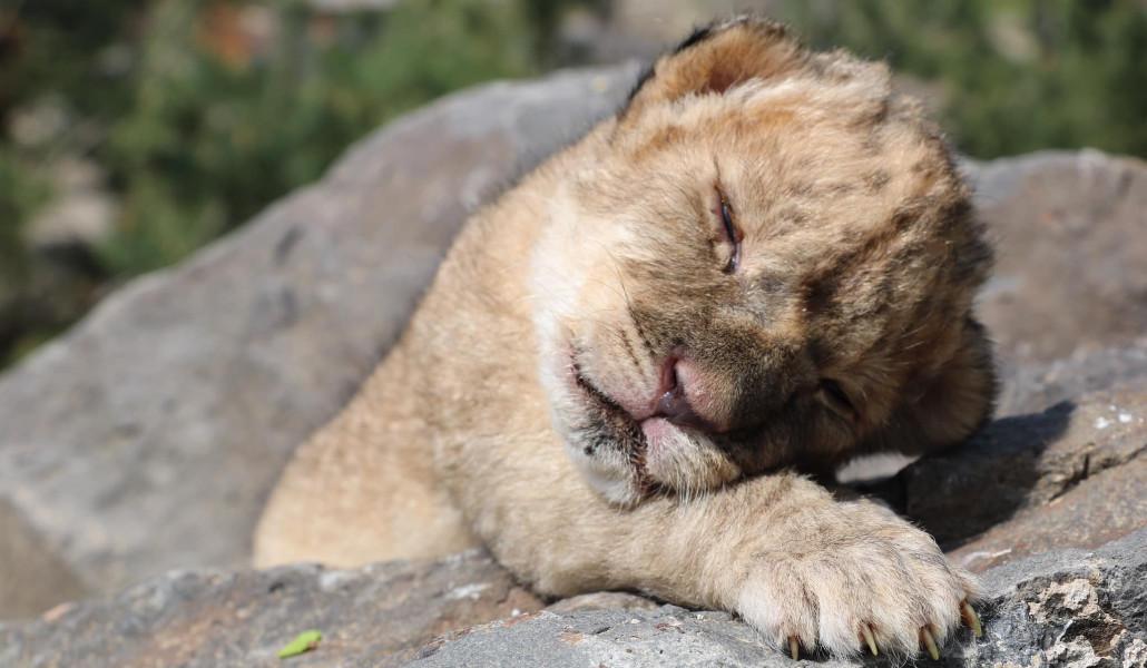 առյուծի ձագուկ