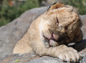 Կենդանաբանական այգում էգ առյուծ է ծնվել