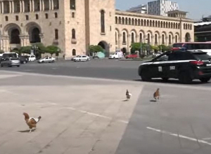 Ոստիկանները վազում են Կառավարության մոտ հավեր բերած ակտիվիստների հետևից