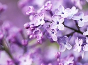 Մայիս ամսվա եղանակային կանխատեսումը