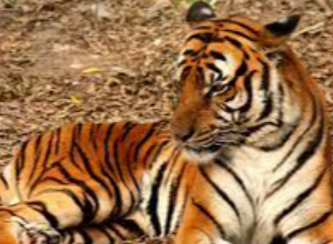 Երևանի կենդանաբանական այգու վագրին կքնեցնեն