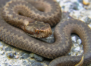 Փրկարարները 4 սահնօձ, 2 գյուրզա, 3 շահմար են բռնել