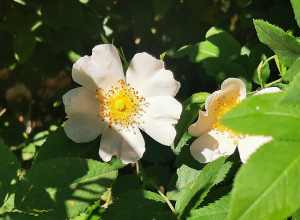 Температура воздуха постепенно повысится на 10-12 градусов
