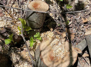 Հայտնաբերվել է ապօրինի հատված 61 ծառի կոճղ