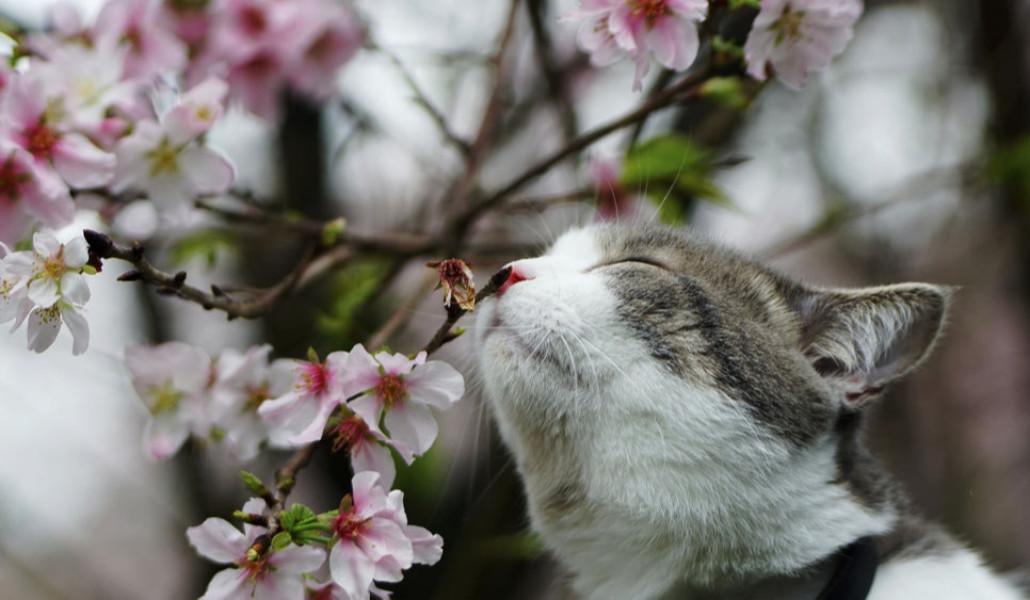 spring 87216928