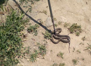 Փրկարարները Դովեղ բնակավայրի տներից մեկում հայտնաբերել են իժ տեսակի օձ