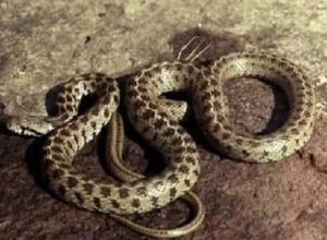 Մայիսի 29-ից 31-ը 11 ահազանգ է ստացվել օձերի վերաբերյալ