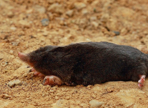 Խլուրդների անկման մասին ահազանգը հասել է նախարարություն