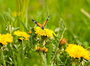 Ջերմաստիճանը բարձրանալու է