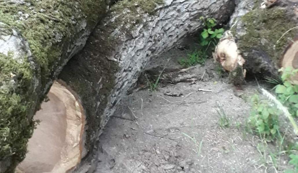 286989557_389838383173189_2802556006714269895_n