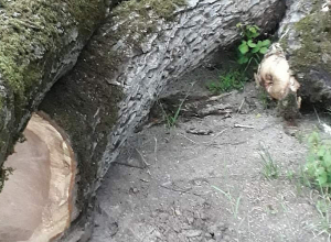 2.2 միլիոն դրամի հատված ընկուզենի է հայտնաբերվել