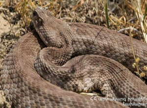 Կոմիտասի անվան պանթեոնում փրկարարները հայտնաբերել են գյուրզա տեսակի օձ