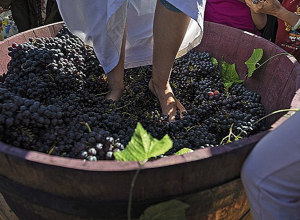 Մոռացեք Ֆրանսիան, Հայաստանը գինեգործության կենտրոնն է. «Եվրանյուզ»-ի անդրադարձը՝ հայկական գինեգործությանը