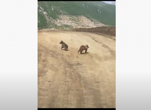 Արջի քոթոթները Քաջարանի մոտակայքում