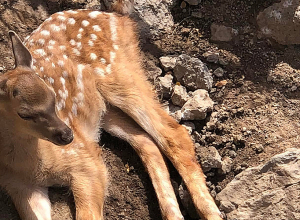 Երևանի կենդանաբանական այգում չորս եղնիկ է ծնվել