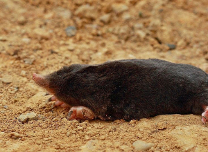 «Դիլիջան» ազգային պարկի տարածքում որևէ անկած խլուրդ չի գտնվել․ ՇՄՆ