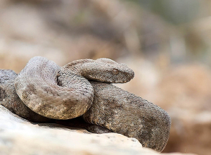 Երևանում 2 գյուրզա են բռնել