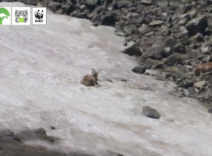 Армянские муфлоны и безоаровые козлы вместе в одном месте