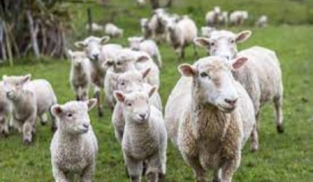 6b506ef315b6dfae46984a0c510fa0cb