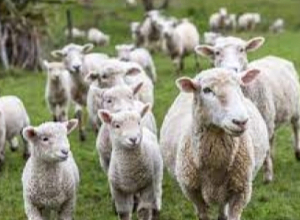 Որդին մորից գողացել է «Զազո», «Զոզո» այծերն ու «Զազո», «Զոզո», «Զիզո» ոչխարներին. Արտակարգ դեպք` Գեղարքունիքի մարզում