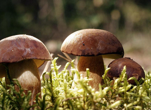 Սնկից թունավորման 16 դեպք է արձանագրվել․ գերակշիռ մասը՝ Լոռու մարզում