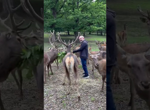 Նիկոլ Փաշինյանը եղջերուների է կերակրում