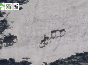 «Զանգեզուր» պետական արգելավայրում կրկին նկատվել են հայկական մուֆլոններ