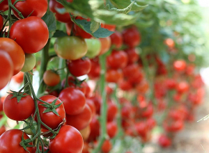 «Ռոսսելխոզնադզորը» պաշտոնական նամակ է ուղարկել Հայաստանին