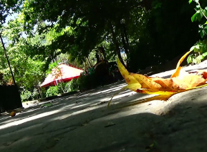 Դանակահարություն զբոսայգում․ Կենտրոնականի քրեական հետախույզների բացահայտումը