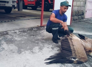 ԱԻՆ փրկարարները սպիտակագլուխ անգղ են հայտնաբերել