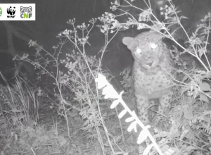 «Խոսրովի անտառում» ֆոտոթակարդները նկարահանել են կովկասյան ընձառյուծի