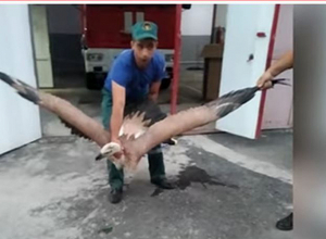 Ինչո՞ւ չէր կարողանում թռչել Կարմիր գրքում գրանցված թռչունը․ «Գերի ընկած» անգղի գաղտնիքը