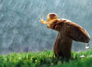 Առաջիկա օրերին սպասվում է անձրև․ ջերմաստիճանը 6-8 աստիճանով կնվազի