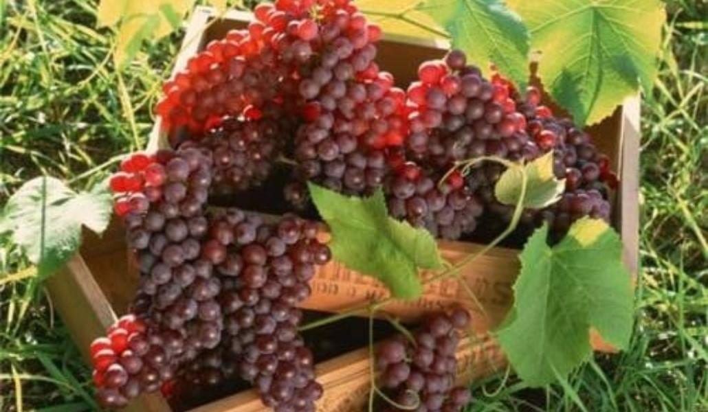 Xaxox01-e1346768545176