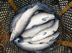 Քննարկվել է Սևանա լճում կողակ ձկնատեսակի վերականգնման գործընթացը