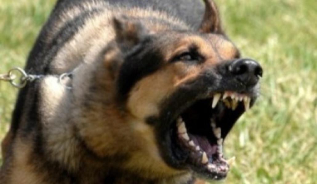 կատաղություն