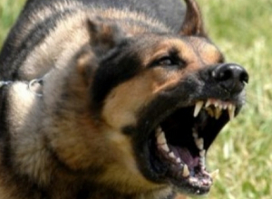 Շան կատաղություն հիվանդության դեպք՝ Տավուշում