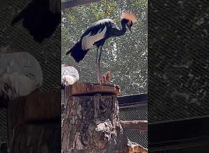 Քաղաքացին Կարմիր գրքում գրանցված երկու կռունկ է նվիրել Կենդանաբանական այգուն