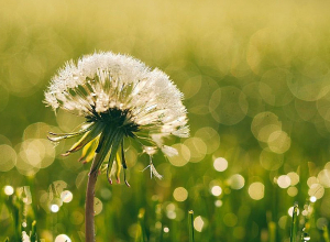 Температура воздуха с сегодняшнего дня повысится