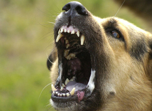 41 կծման դեպքերից միայն 17-ն է թափառող շների կողմից․ հայտարարություն