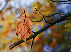 Արևոտ աշուն՝ առաջիկա օրերին